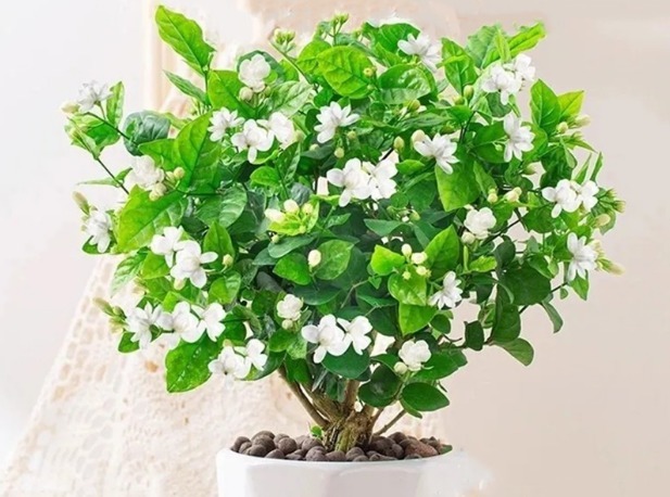 养花还是养点有用的吧，五种花能杀菌又能吸灰尘，净化又美观