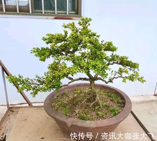 珍珠黄杨产在哪里?为何受人青睐?怎样养护?