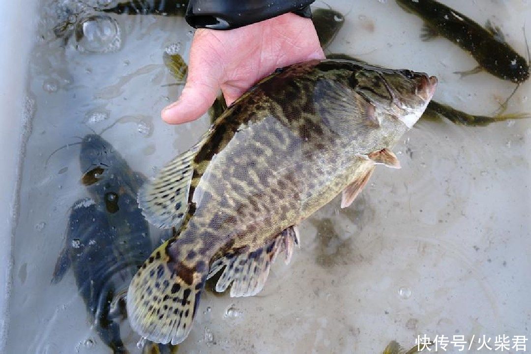 广西|广西野生鳜鱼泛滥?有钓友两小时钓了一桶,有人羡慕也有人恼怒
