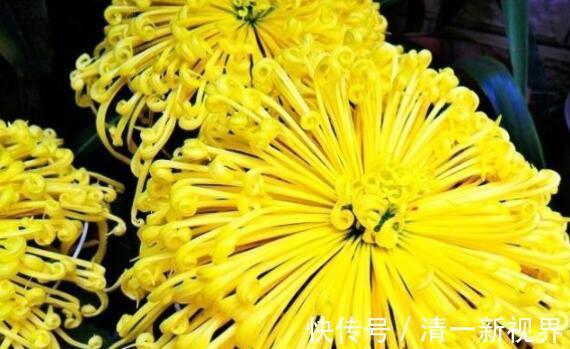 菊花|家里养花，不如养“珍稀名菊”绿乒乓，色如翡翠形似乒乓，美极了
