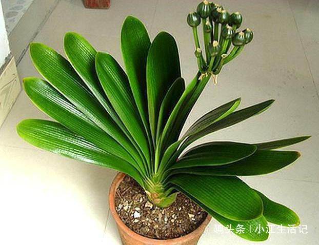 什么柳树皮、花生壳都不如“1种垃圾”，肥效足、叶油绿，易爆盆