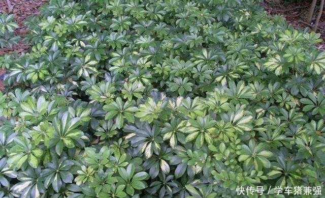 这2种树能招财,花市卖的不便宜,其实自己能扦插,几天就能发芽!