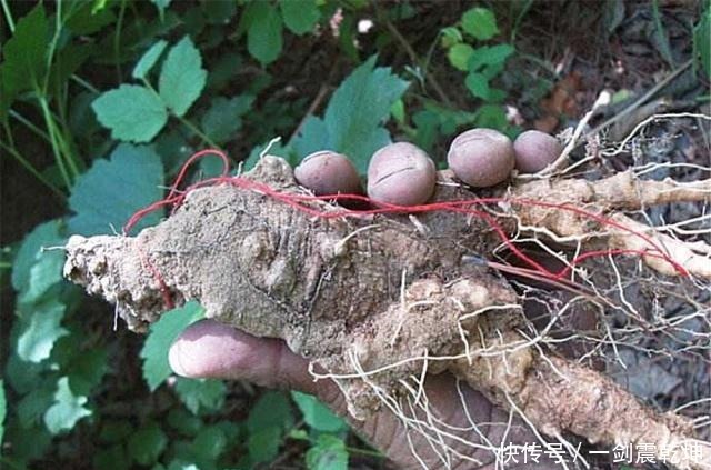 中年|山间一野草称“四叶奶参”，炖鸡汤加一段，产后体虚、少乳一起补