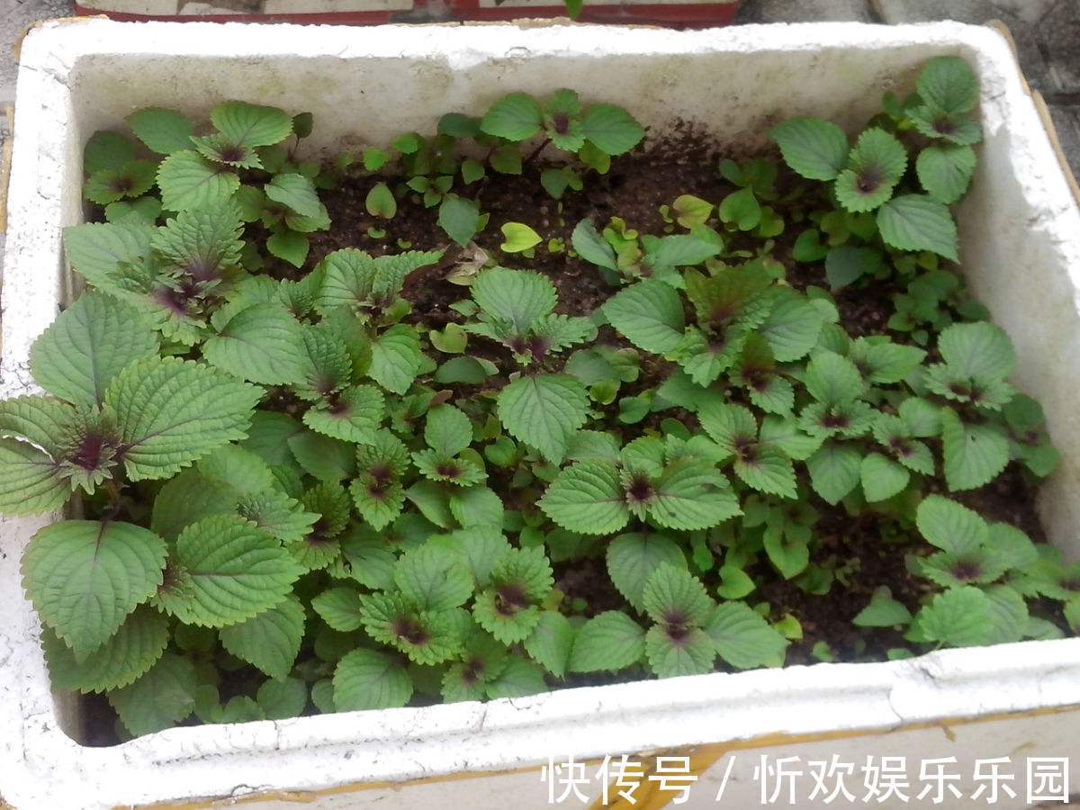 花盆|烧烤必备的紫苏叶,花盆里随便一种就是一大盆,实用又方便!