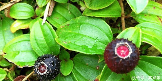 它形似桃金娘,无人采摘还常被践踏,殊不知可卖30元一斤