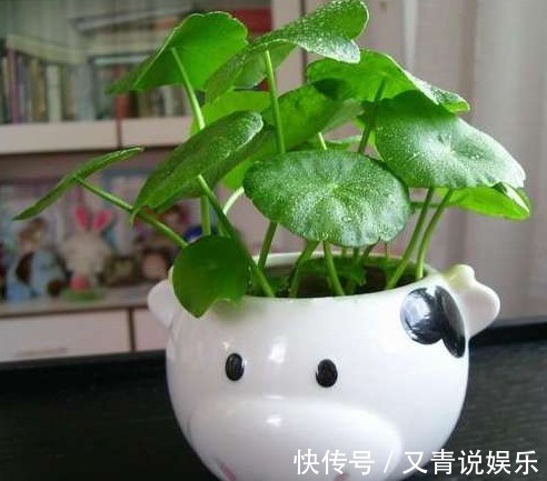 铜钱草|不懂浇水，那就养这两种花卉，一浇水就可以爆盆，深受人们喜爱