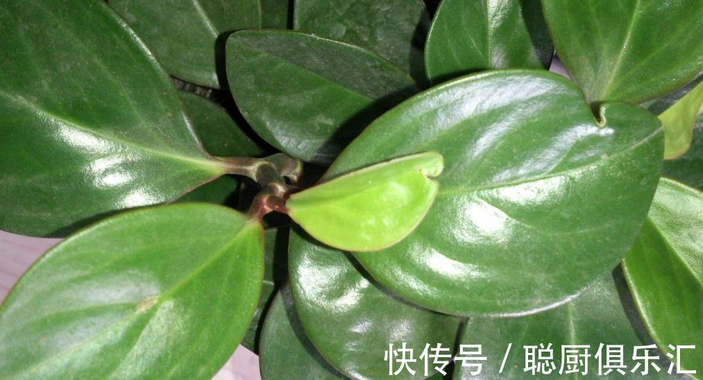 豆渣|养花肥不用买,教你自制氮磷钾肥,操作简单方便,效果好