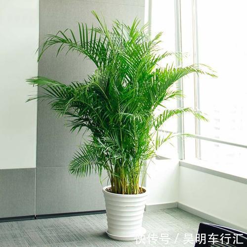 卧室种上6种花,皮实又好养,清新又干净,值得拥有