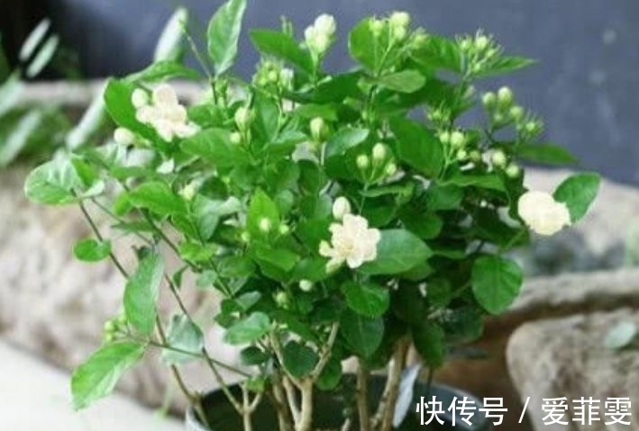 家里阳台养此款花,新手也能养爆盆,全年开花不断,花开美观大气