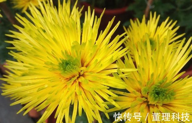 喜欢菊花，不如养盆“菊之珍品”，花色艳丽，高贵优雅！