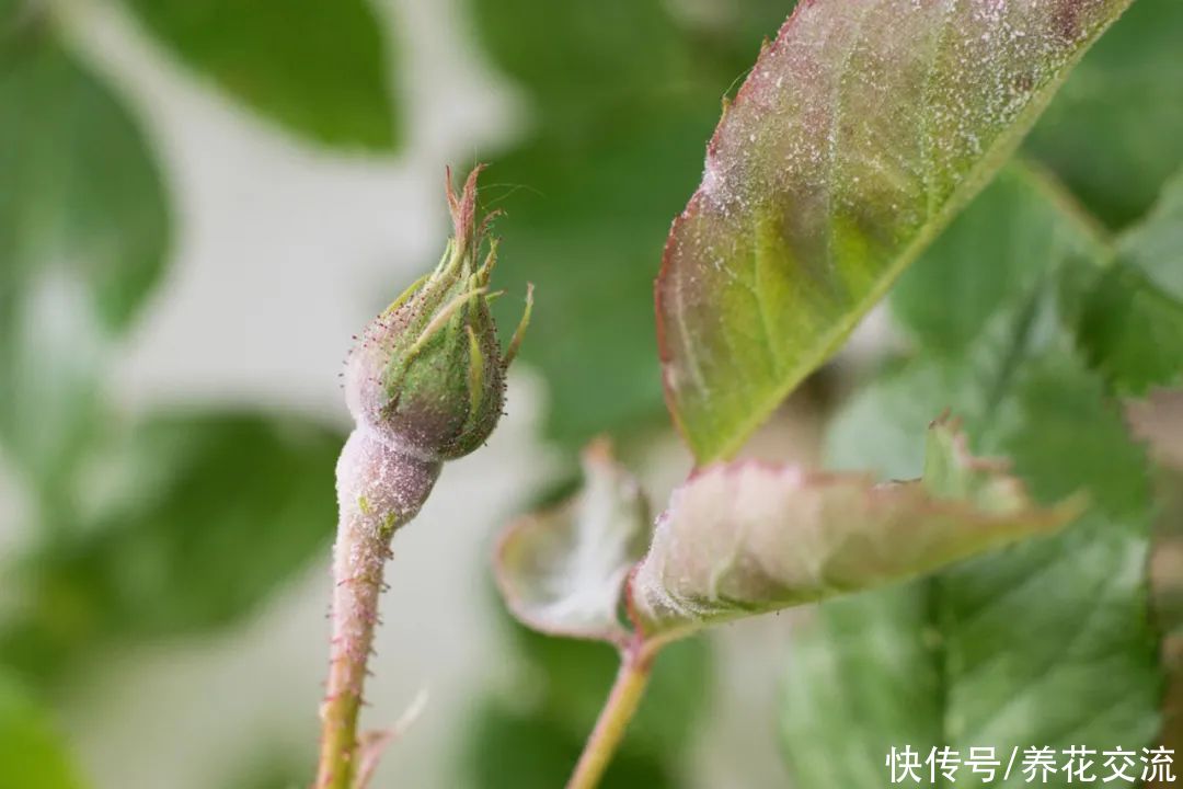 光照|盆栽植物养室内最常出现的10个问题，不及时解决，植物就容易挂