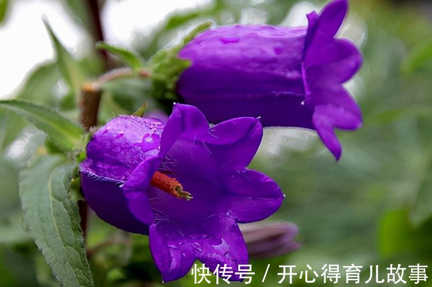 名字好听的15种花,你见过几个
