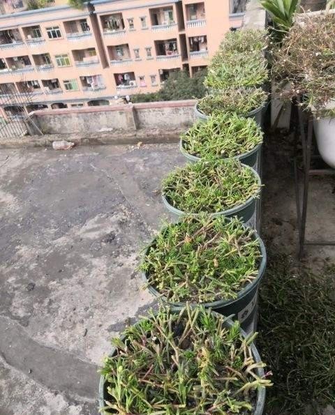  太阳|宿根太阳花怎么过冬？这3点别忽视，连续三五年有花赏，娇美艳丽