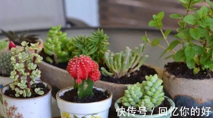 养花种草,土壤结冰该怎么办?马上换盆土,一刻都不要多等