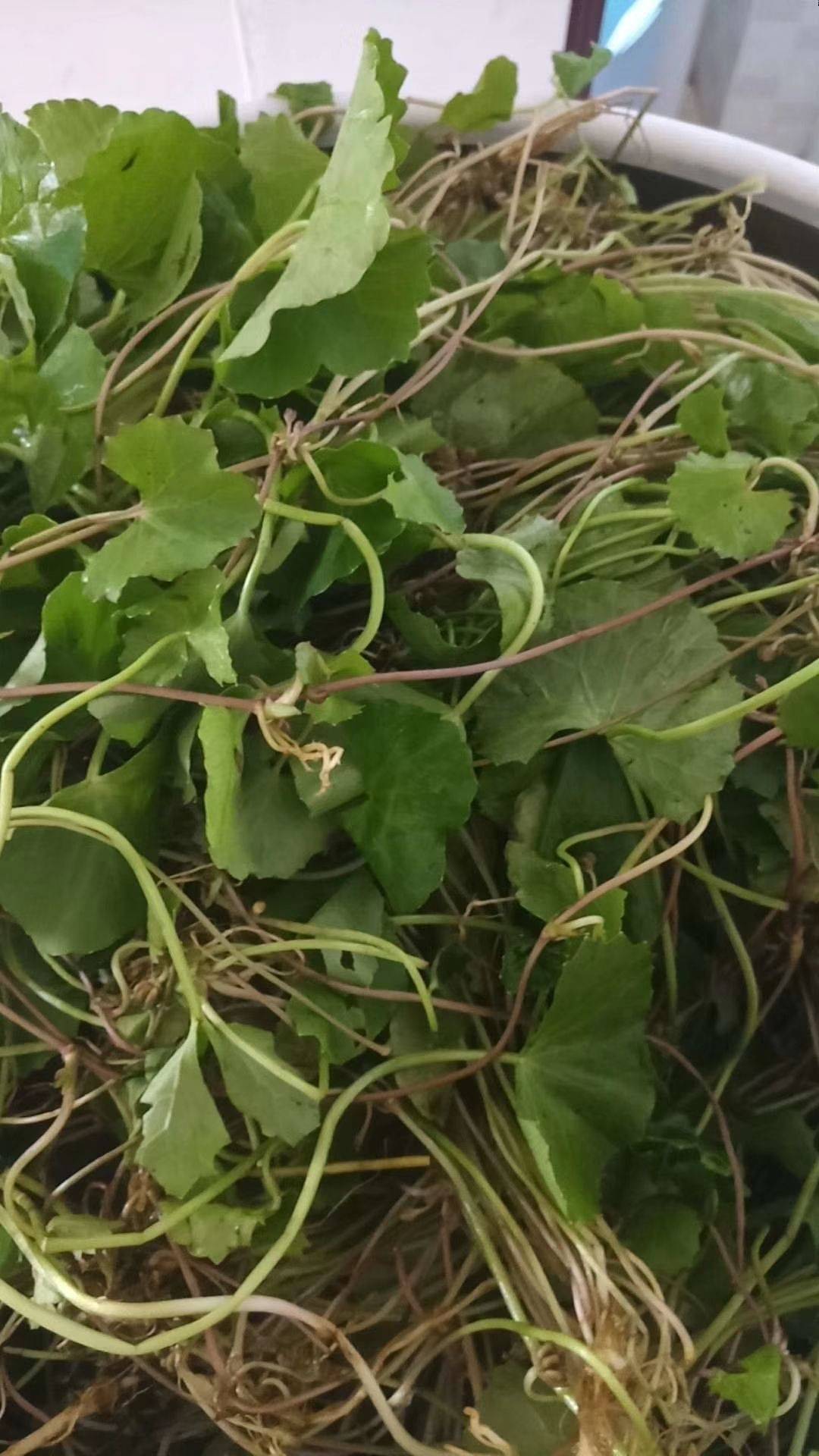 消暑|最受欢迎的三种野菜，消暑保健、降血压，常吃身强力壮
