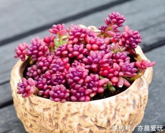 五种多肉冬天养最好,好养易爆盆,适当冻一冻,养出美状态!