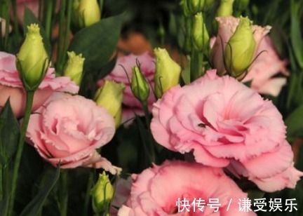 花朵|1种花，人称“洋玫瑰”，比玫瑰美，比绿萝好养，一年四季都开花