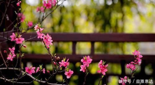 桃花|白居易一首桃花诗，表面上写花，实际上讲自己，读一次心疼一次