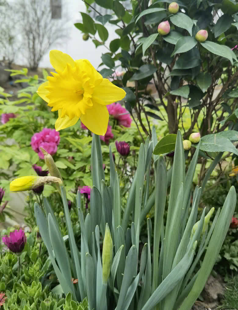 鄒市明吳尊劉畊宏等家庭聚會 網(wǎng)友直呼重現(xiàn)爸爸去哪兒