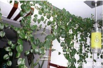 盆栽|老公阳台养盆栽,一家人看着乐开花,楼下邻居却天天找麻烦