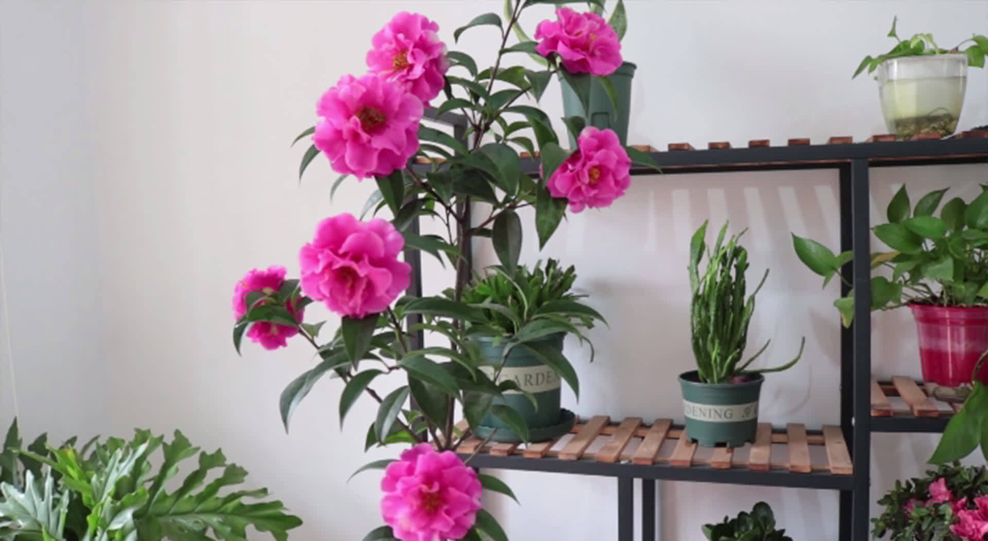 都说茶花很难养,记住几个小技巧,枝繁叶茂,时间到了就爆盆