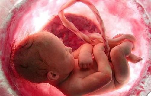 脐带|子宫里拥挤又昏暗, 胎宝是怎样坚持到出生的? 其实他们还挺忙