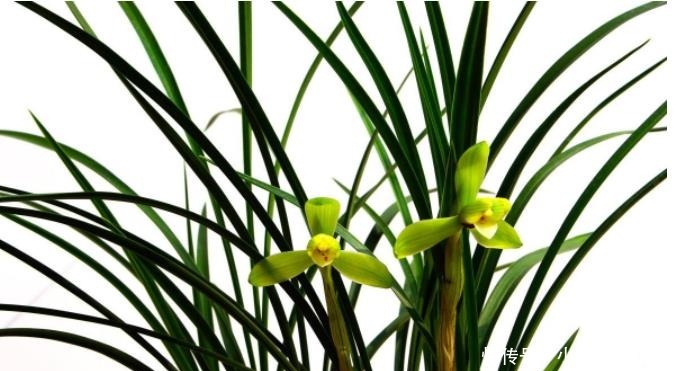 增强|栽培兰花要知道怎样增强盆的通透性,如何解决兰盆底气问题