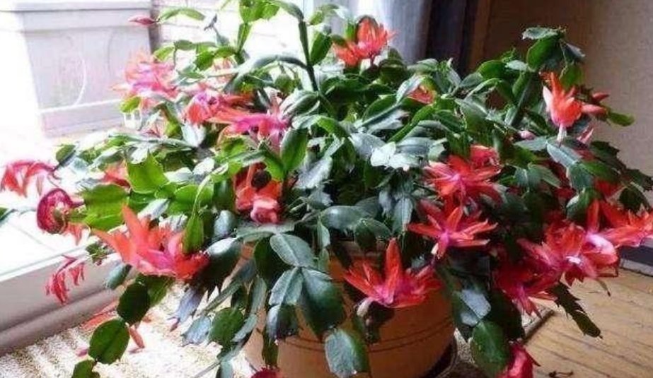 康乃馨|夏天最适合养4种花,耐热、耐晒、开花特别旺,漂亮心情好