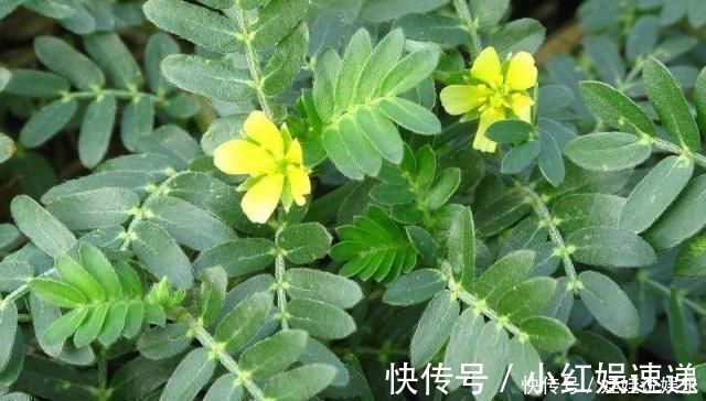 植物|这野草,俗称“拦路草”,人见了躲着走,却被道家奉为“长生药”