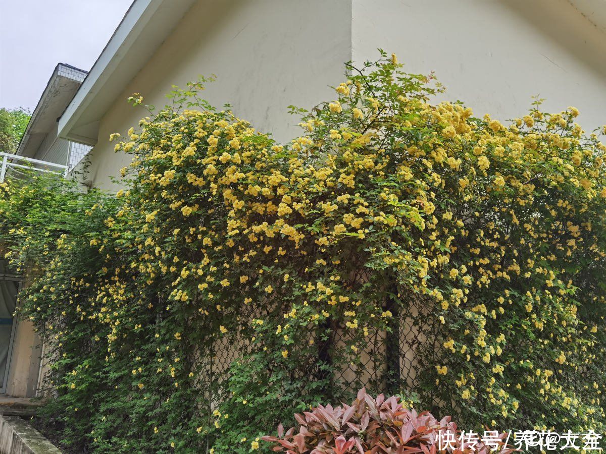 农村|3种花容易“上房揭瓦”，尤其是住在农村，栽种一定要谨慎