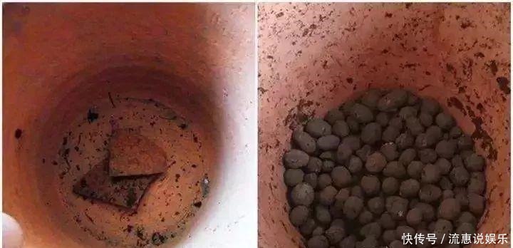 爆球|开在雪地里的花,零下20度冻不死,年年爆球一大堆!