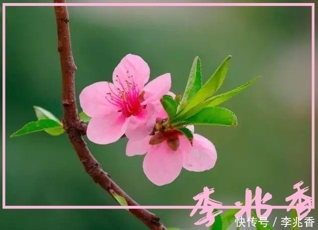 庆全庵桃花#桃花诗句最出名诗句,带白话文意思及翻译