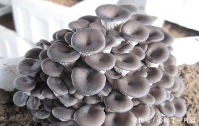 阳台盆栽蘑菇，吃随摘还新鲜，以后吃蘑菇都不用买了