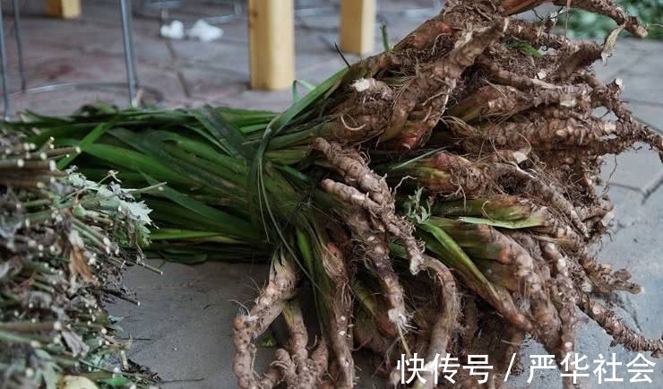 穿骨七|河边一种香草,专门长在石头上,它是有名的“穿骨七”30元一斤