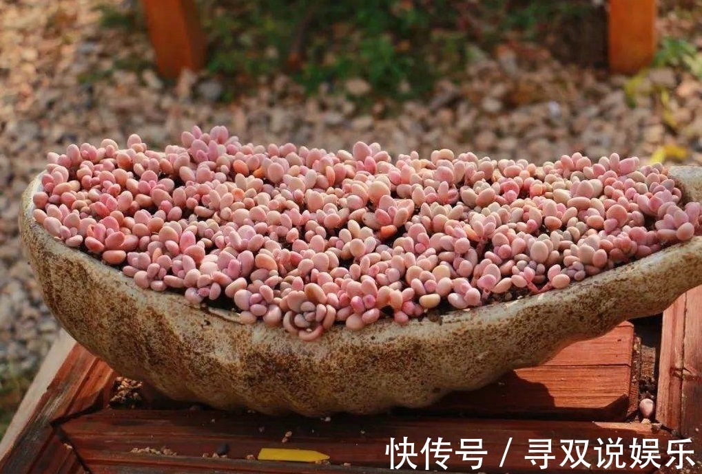 9月开始，养桃蛋“牢记”2个字，半年养的“胖嘟嘟”，萌化了