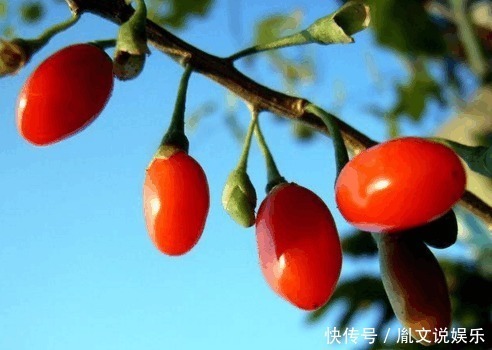 感冒发烧|枸杞子虽然好, 但吃错了就等于白吃, 这2类人最好别碰