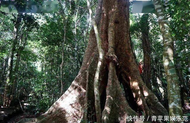 生物多样性丨这片热带雨林告诉你，海南有多美！