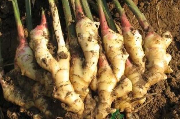 不论男女，睡前把生姜涂脚底，坚持一段时间，或会收获3大好处