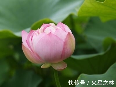 生肖|9月20日之前，四生肖好运连连，财运大涨，桃花降临，喜事不断