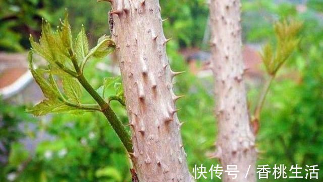 柴禾|农村山上一种野菜,价格比肉贵,农民以前却拿来当柴禾烧,啥野菜