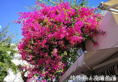 杜鹃花|6种漂亮花，花期长好养护，花朵大颜值高，值得拥有！