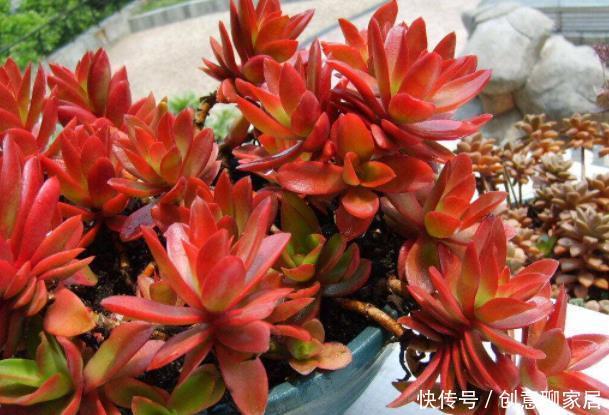 一要|多肉红不红就靠2点,一要看养护,二要看摆放,才能养出美状态