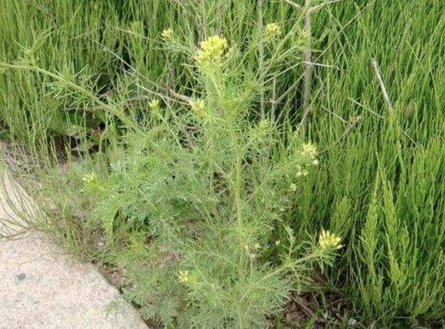 墙角下，有1种野生的“植物”，人称“播娘蒿”，结出的种子珍贵