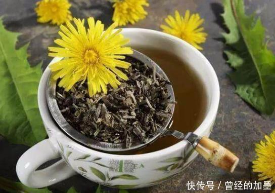  常用蒲公英泡水可治病医生劝告2类人喝了，就是没病找病