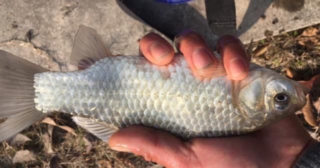 钓友|春季天晴钓鱼难老钓友试试这些方法,大鲫鱼拉到手软