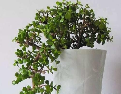 金枝玉叶怎么浇水？需要注意什么？