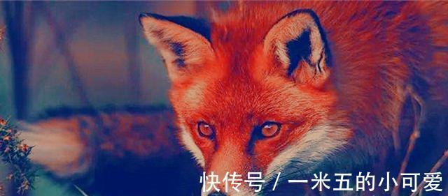 地府#聊斋:樵夫从猎户手中救下狐狸,狐狸当夜找上门:跟我去地府一趟