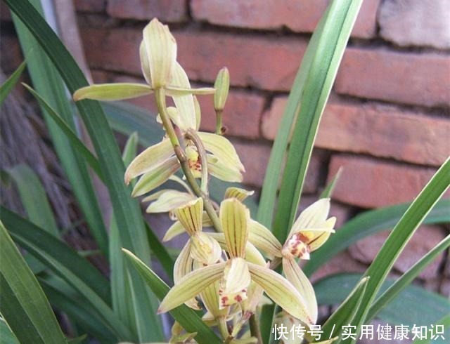 养兰花用什么肥我推荐这3种“肥水”,浇一浇,长得旺,花苞多!