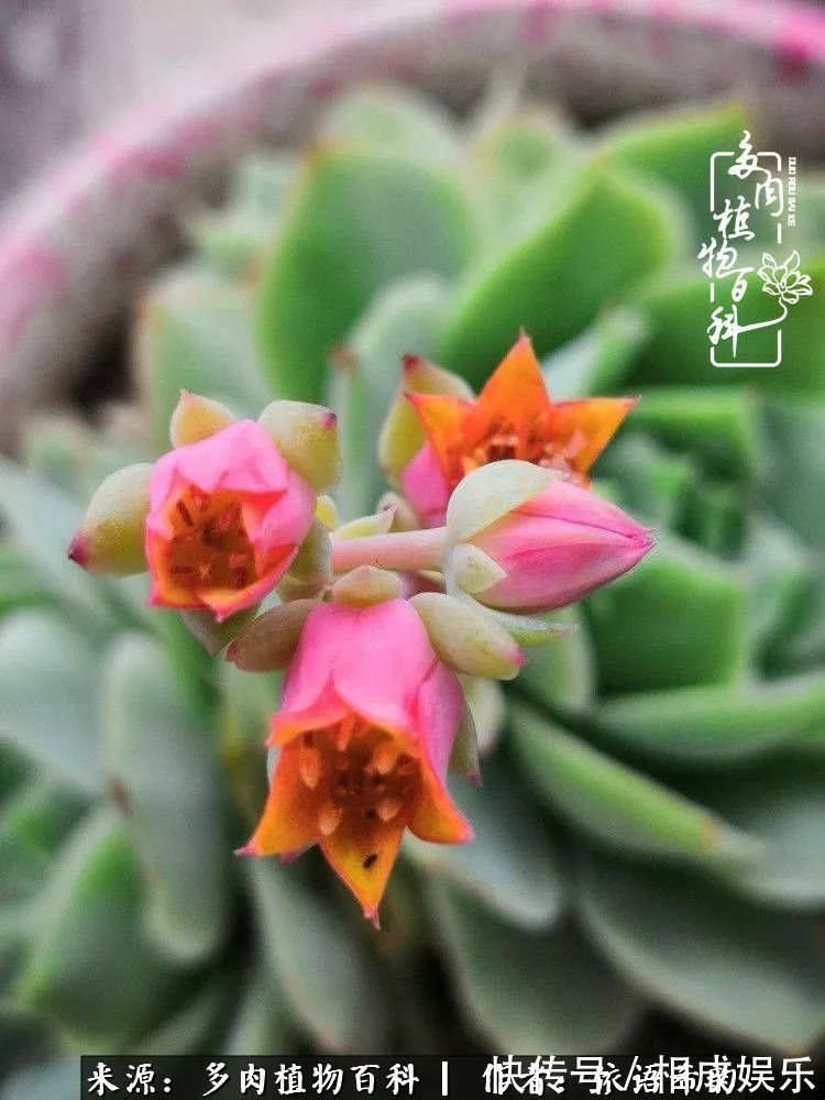 何以解忧,唯有多肉!目光所及,皆是喜欢!