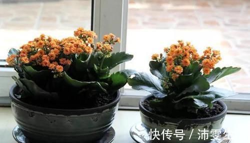 杜鹃|花盆太深真要命，长寿君子兰养1盆死1盆，赶紧换！